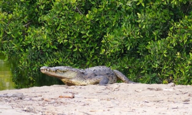 Agredir o alimentar cocodrilos en Puerto Vallarta y Bahía de Banderas es delito federal; Profepa lanza advertencia