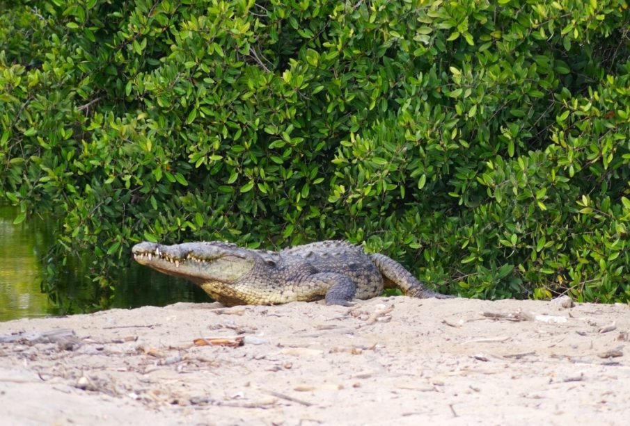 Agredir o alimentar cocodrilos en Puerto Vallarta y Bahía de Banderas es delito federal; Profepa lanza advertencia