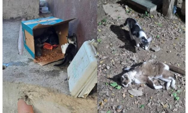 Denuncian abandono de gatos en la Isla del Río Cuale en Puerto Vallarta; vecinos piden intervención de las autoridades