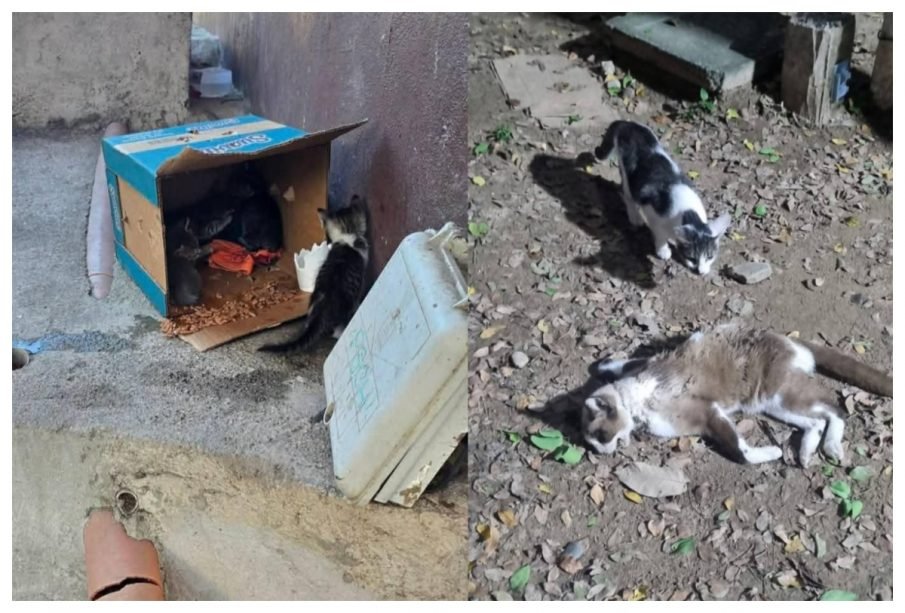 Denuncian abandono de gatos en la Isla del Río Cuale en Puerto Vallarta; vecinos piden intervención de las autoridades