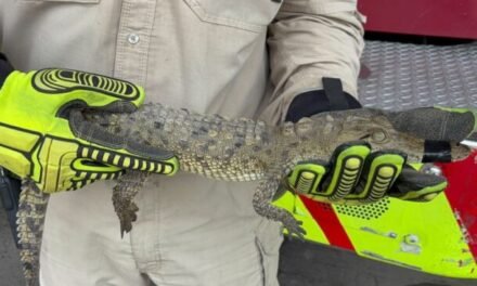 Aseguran cocodrilo en una vivienda de Tonalá