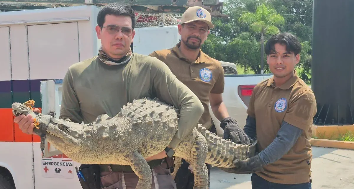 Especialista de la UdeG llama a respetar el hábitat de los cocodrilos para prevenir ataques