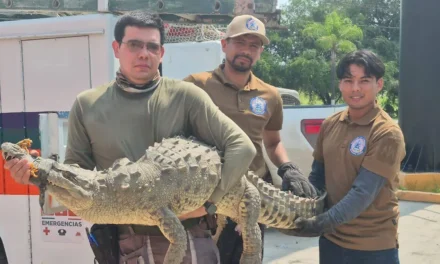 Especialista de la UdeG llama a respetar el hábitat de los cocodrilos para prevenir ataques