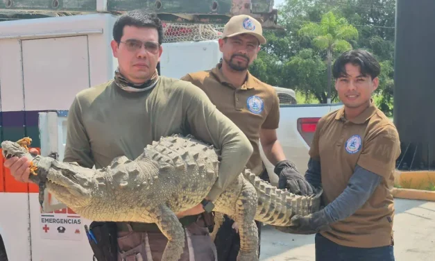 Especialista de la UdeG llama a respetar el hábitat de los cocodrilos para prevenir ataques