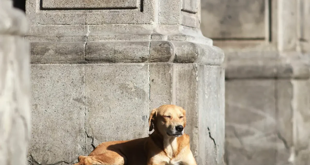 Agua de la llave también representa un riesgo para mascotas, alerta académica de la UdeG