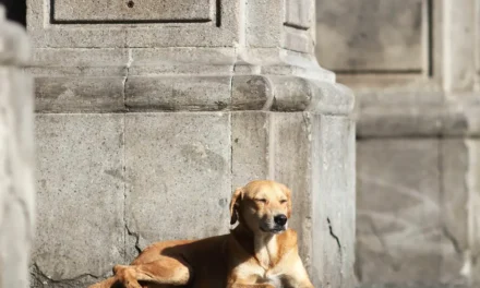 Agua de la llave también representa un riesgo para mascotas, alerta académica de la UdeG