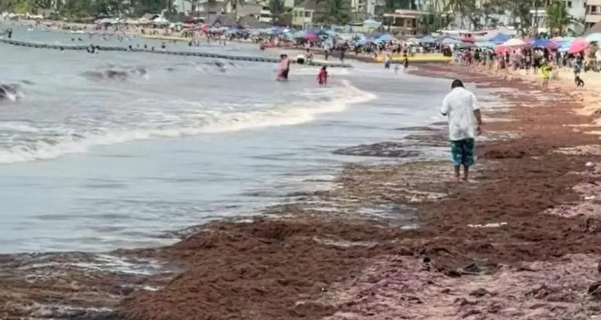 Sargazo en Guayabitos se atribuye al cambio climático