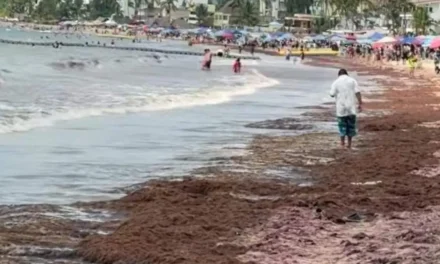 Sargazo en Guayabitos se atribuye al cambio climático