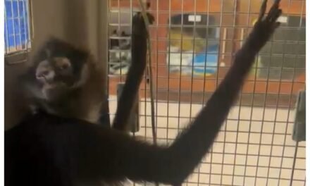 Resguardan a mono araña; no es de los fugados del Zoológico Vallarta