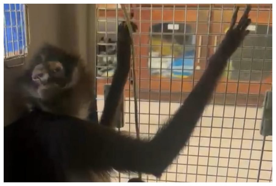 Resguardan a mono araña; no es de los fugados del Zoológico Vallarta