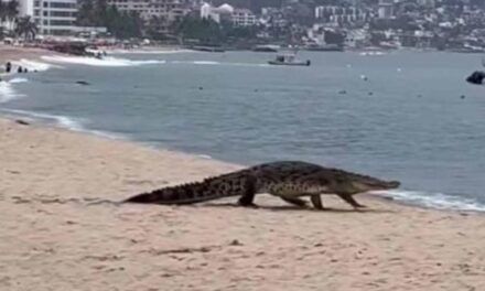 Protección Civil de Puerto Vallarta reporta dos ataques de cocodrilo en 2026