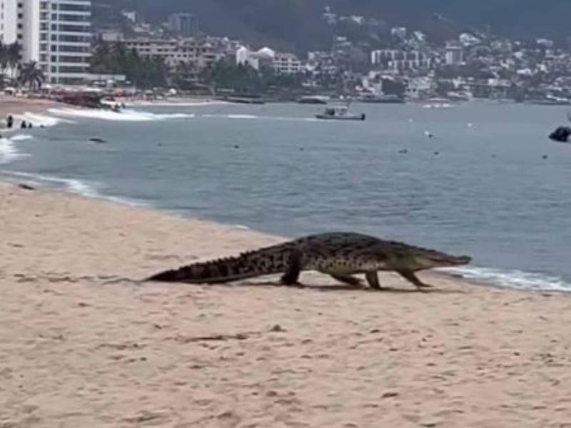Protección Civil de Puerto Vallarta reporta dos ataques de cocodrilo en 2026
