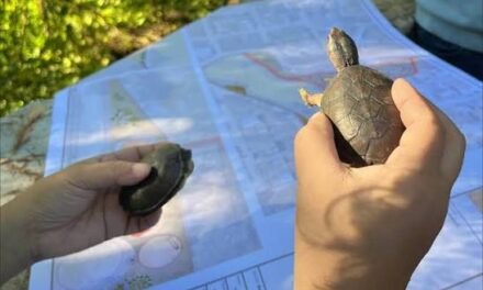 Laguna Tomasa: proponen convertirla en parque ecológico en Puerto Vallarta