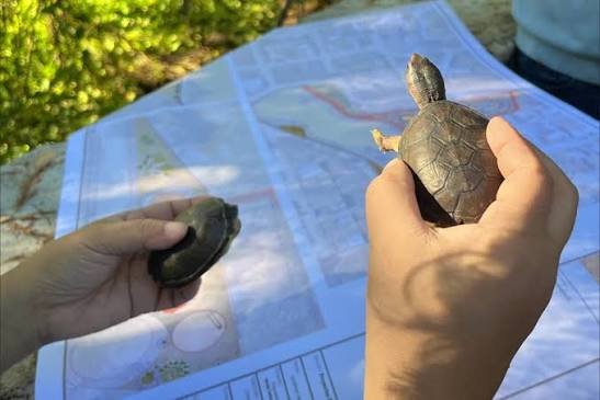 Laguna Tomasa: proponen convertirla en parque ecológico en Puerto Vallarta