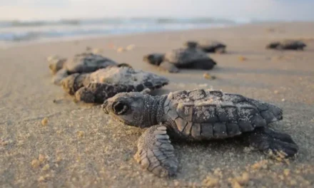 Puerto Vallarta mantiene temporada de tortugas