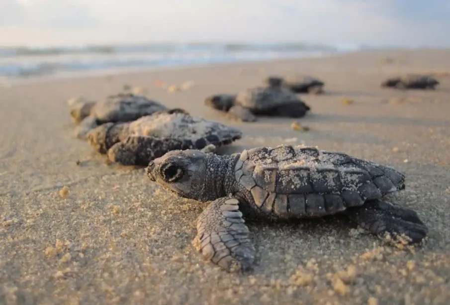 Puerto Vallarta mantiene temporada de tortugas