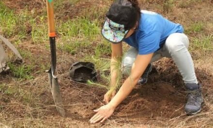 Comienza la reforestación del Bosque de La Primavera