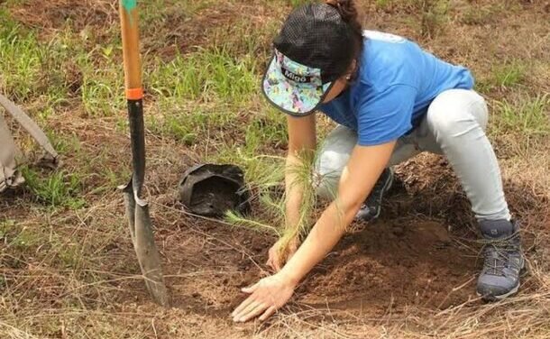 Comienza la reforestación del Bosque de La Primavera