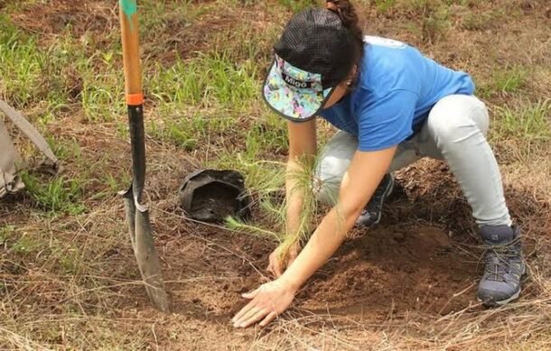 Comienza la reforestación del Bosque de La Primavera