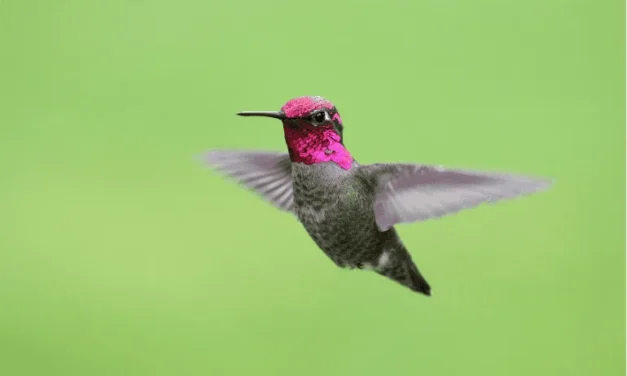 Registran por primera vez el avistamiento de un colibrí cabeza roja en bosques de Jalisco