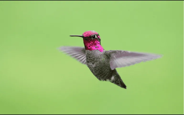 Registran por primera vez el avistamiento de un colibrí cabeza roja en bosques de Jalisco