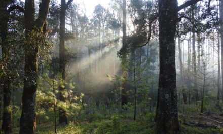 Reiteran prohibición de vehículos todo terreno en Sierra de Manantlán