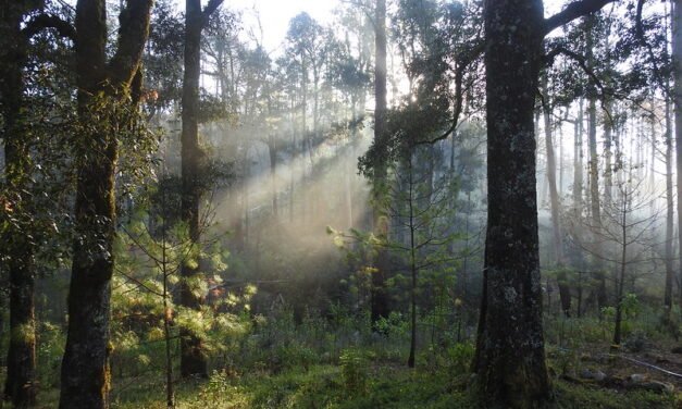 Reiteran prohibición de vehículos todo terreno en Sierra de Manantlán