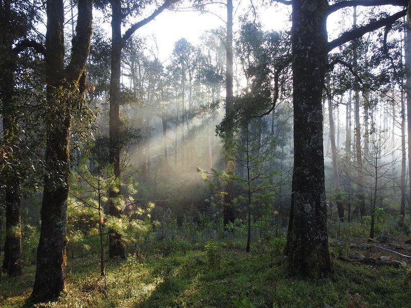Reiteran prohibición de vehículos todo terreno en Sierra de Manantlán