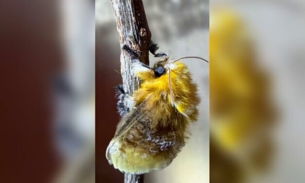Árboles caídos y pesticidas amenazan a oruga peluche