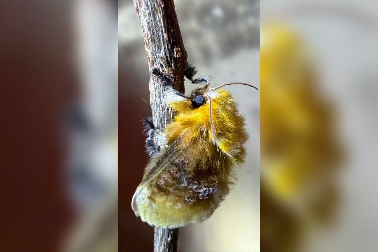 Árboles caídos y pesticidas amenazan a oruga peluche