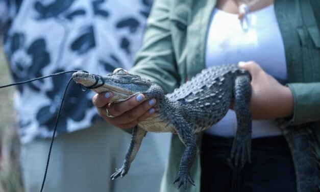 Realizarán primer Festival de los Cocodrilos en Puerto Vallarta