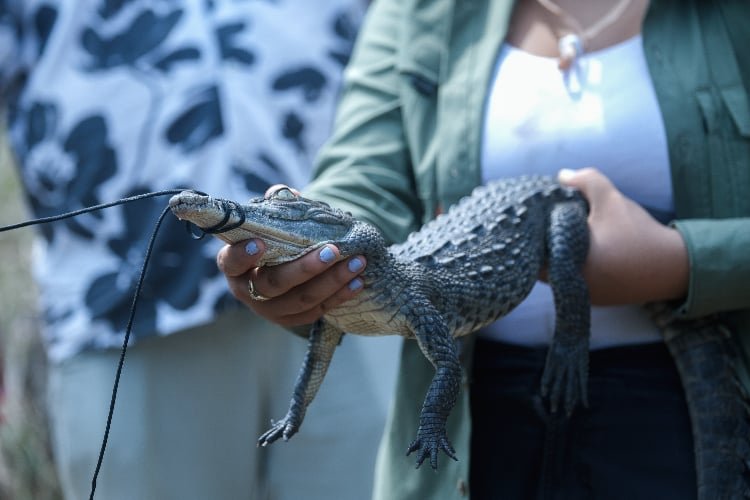 Realizarán primer Festival de los Cocodrilos en Puerto Vallarta