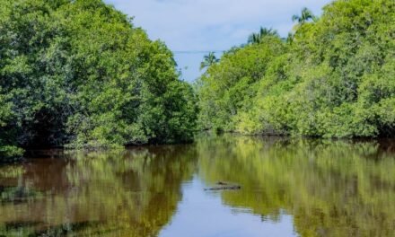 Pierde Jalisco 72% de manglar en 55 años