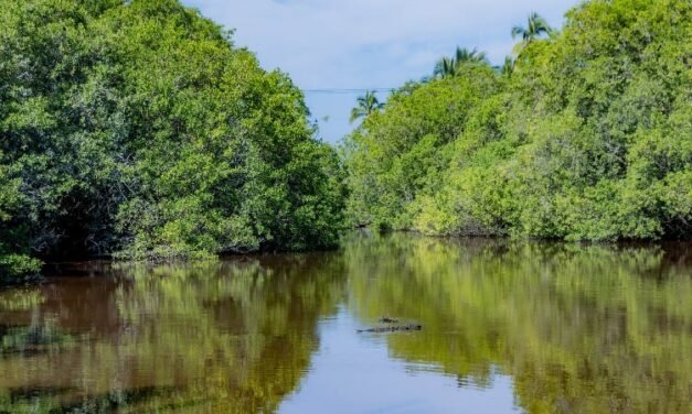 Pierde Jalisco 72% de manglar en 55 años