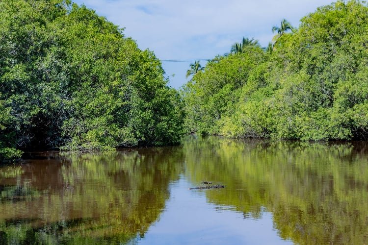 Pierde Jalisco 72% de manglar en 55 años
