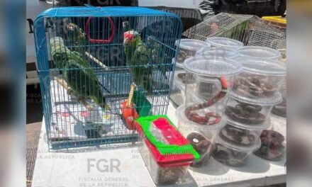 Aseguran 193 animales en el tianguis El Baratillo