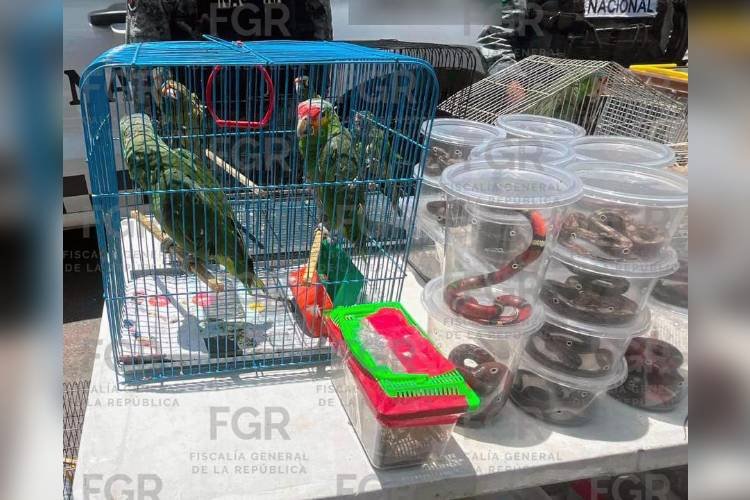 Aseguran 193 animales en el tianguis El Baratillo