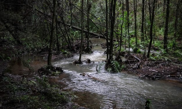 Invitan a la población a crear un juego de mesa alusivo a la Sierra de Quila
