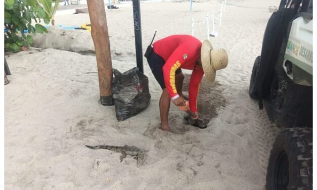 Hallan otro cocodrilo muerto en Puerto Vallarta; ya suman ocho ejemplares en pocas semanas