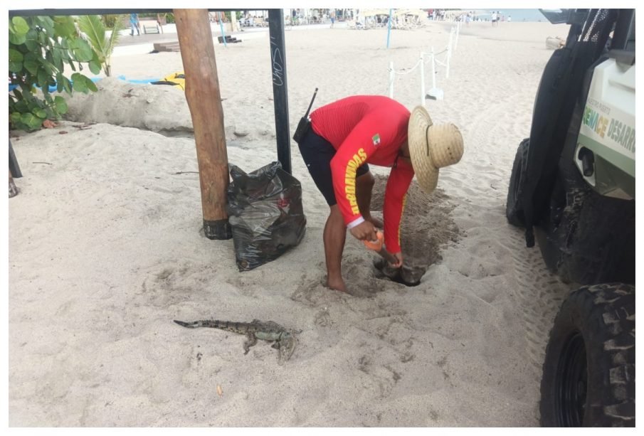 Hallan otro cocodrilo muerto en Puerto Vallarta; ya suman ocho ejemplares en pocas semanas