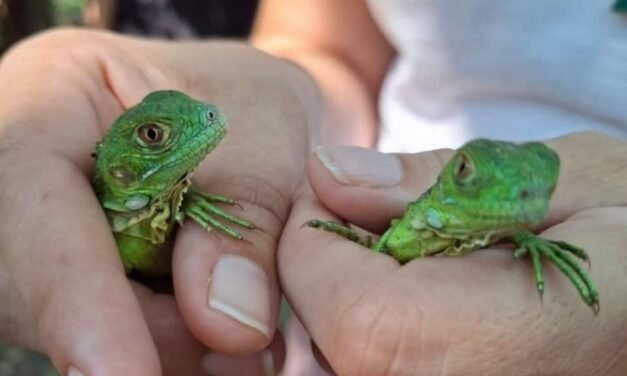 CUCosta libera 180 crías de iguana verde en el estero El Salado de Puerto Vallarta