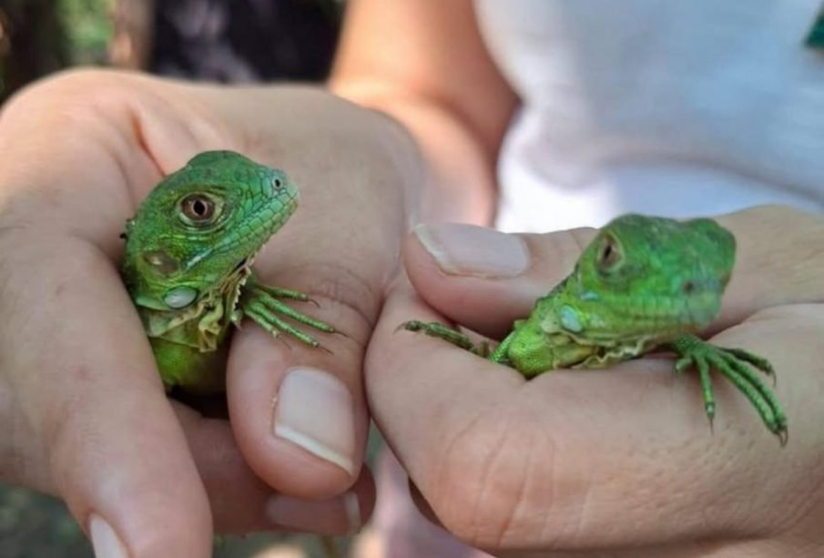 CUCosta libera 180 crías de iguana verde en el estero El Salado de Puerto Vallarta