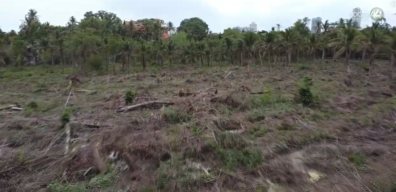 Advierten que reforestar requiere seguimiento y mantenimiento