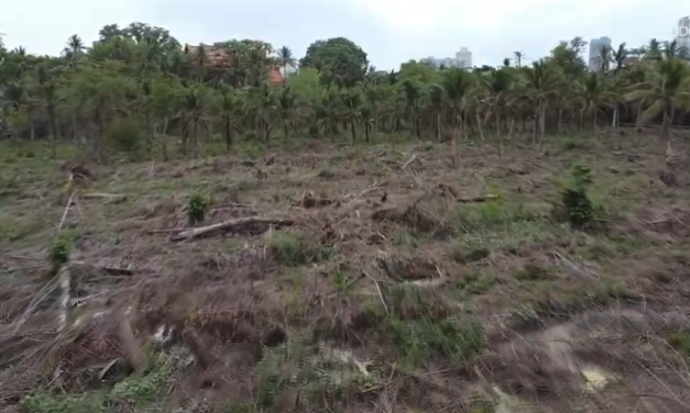 Advierten que reforestar requiere seguimiento y mantenimiento
