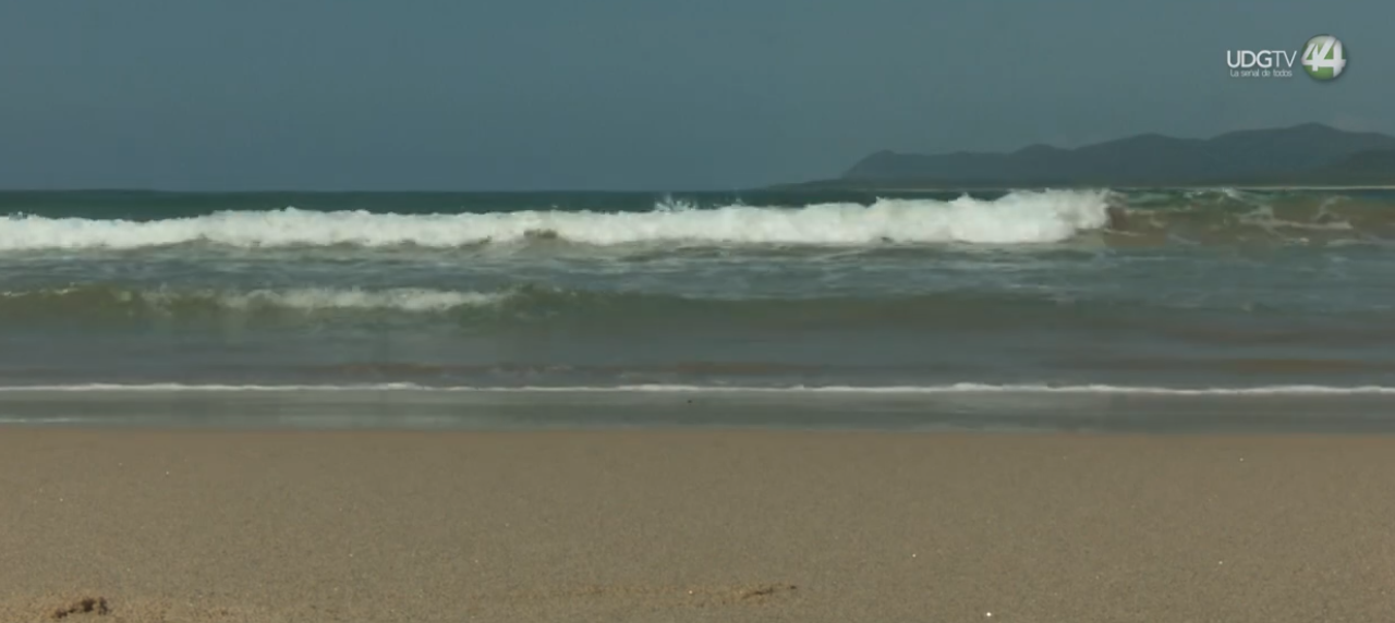 Restringen acceso en 5 playas de Vallarta por presencia de cocodrilos