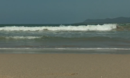 Restringen acceso en 5 playas de Vallarta por presencia de cocodrilos