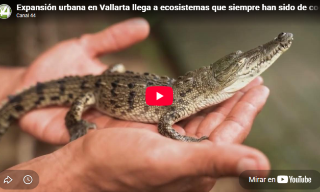 Expansión urbana en Vallarta llega a ecosistemas que siempre han sido de cocodrilos