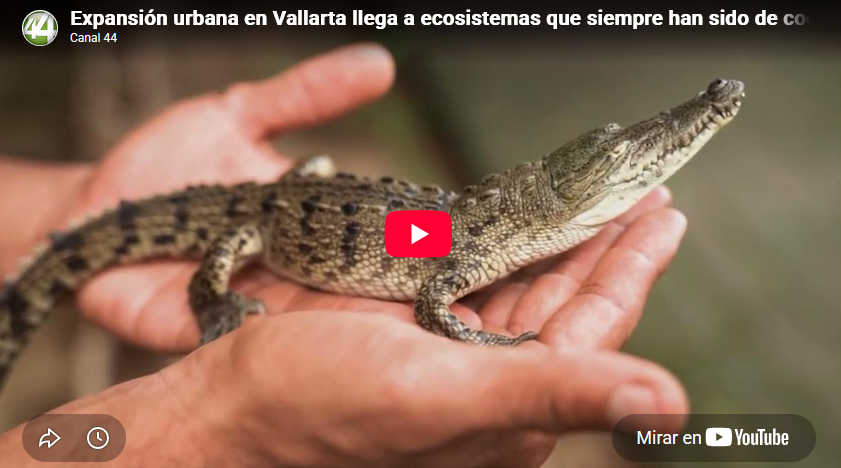 Expansión urbana en Vallarta llega a ecosistemas que siempre han sido de cocodrilos