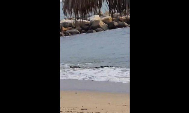 Enorme cocodrilo en playa de Vallarta atemoriza a turistas