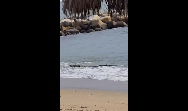 Enorme cocodrilo en playa de Vallarta atemoriza a turistas